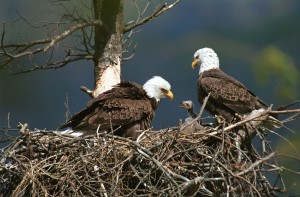 Eagle hovering over nest
